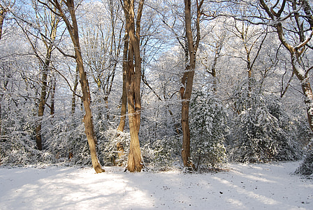 brown trees during daytime thumbnail