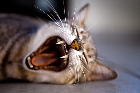 selective focus photography of cat yawning thumbnail