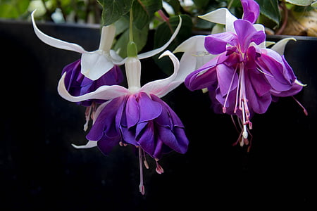 close-up photo of purple-and-white columbine flowers thumbnail