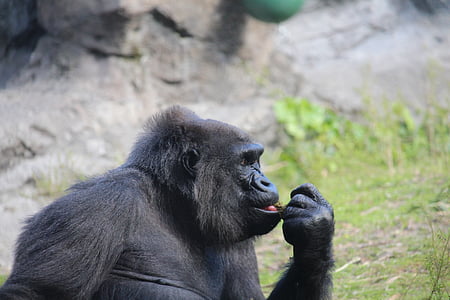 selective focus photography of black ape thumbnail