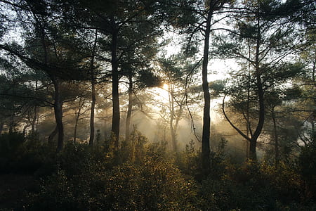 nature, forest, trees, sunbeams thumbnail