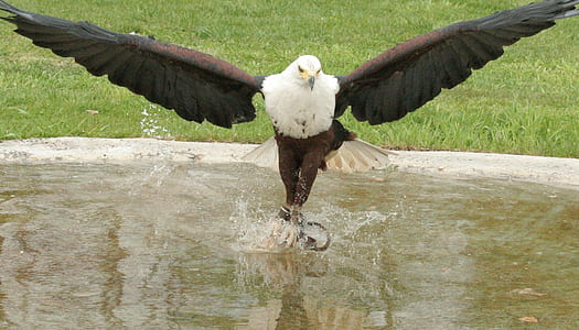 bald eagle on water fountain thumbnail