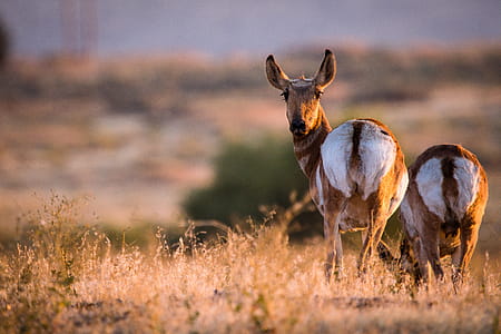 Animal Grazing on Ground thumbnail