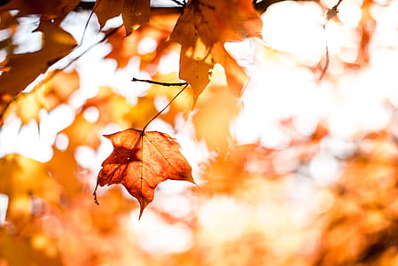 tilt shift lens photography of maple leaf during daytime thumbnail