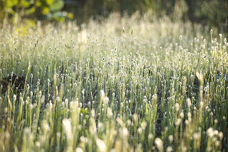 green grass taken at daytime thumbnail