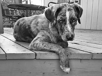 grayscale photography of adult Catahoula cur thumbnail
