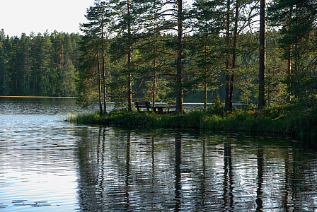 green leafed trees on riverside during daytime thumbnail