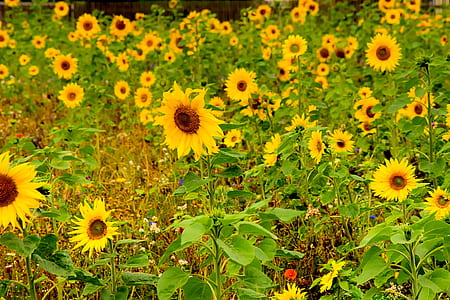 sunflower field thumbnail