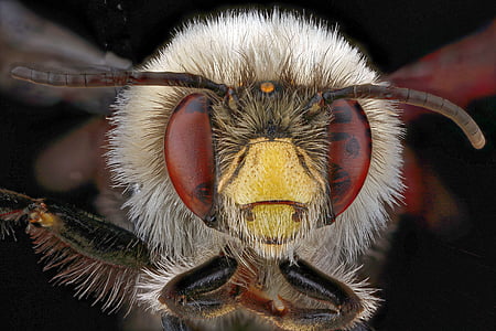 macro photo of white, yellow, and red insect thumbnail