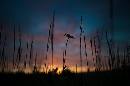 silhouette of flower under blue skies thumbnail