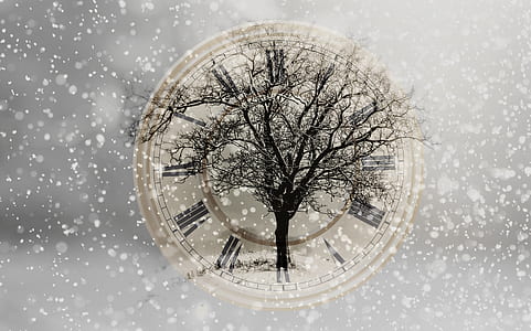 snow covered tree thumbnail
