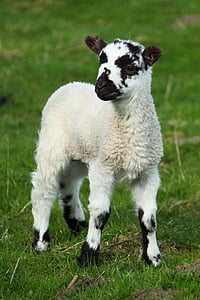 white and black lamb thumbnail
