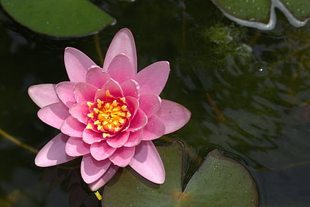 macro lens photography of pink flower thumbnail