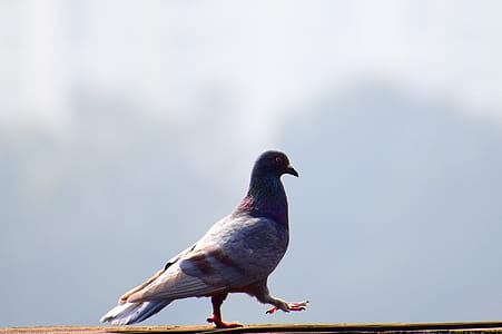 selective focus photography of perching dove thumbnail