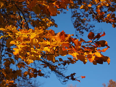 brown leaves thumbnail