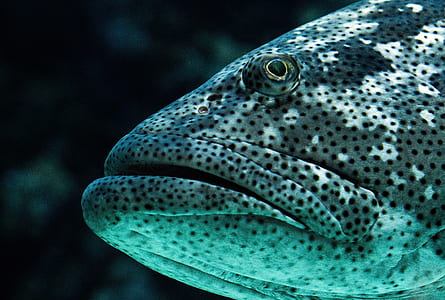 close up photography of black and white fish thumbnail