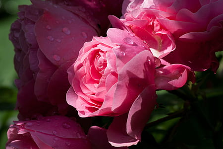 shallow focus photography of pink roses thumbnail