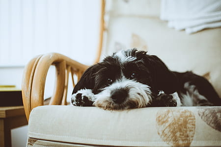 Black And White Havanese thumbnail