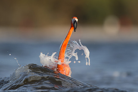 macro shot photography of flamingo on body of water thumbnail