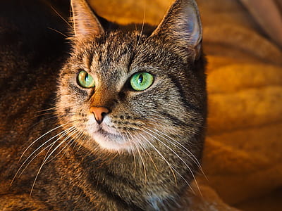 brown tabby cat thumbnail