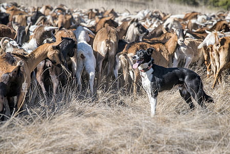 black and white dog herding the goat thumbnail