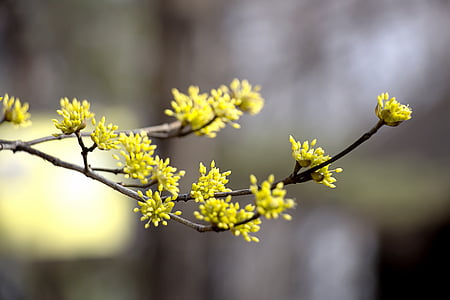 selective focus photography of yellow clustered fowers thumbnail