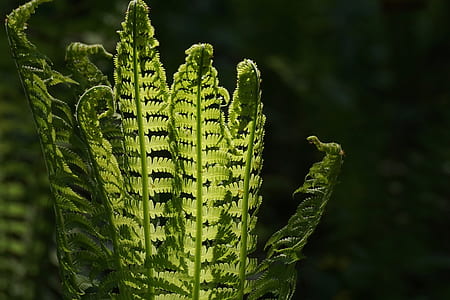 selective focus photography of green leafed fern plant thumbnail
