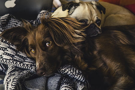 love, people, cute, fur thumbnail