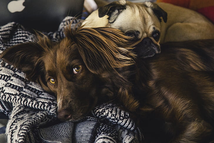 love, people, cute, fur