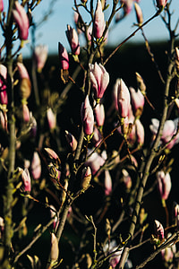 Pink spring flowers thumbnail