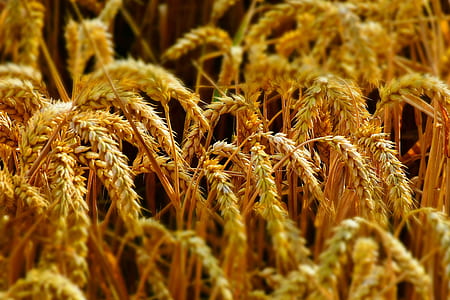 wheat during daytime thumbnail