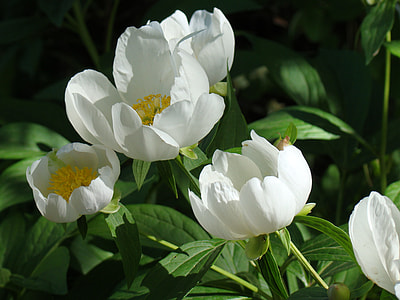 white petaled flowers in macro photography thumbnail