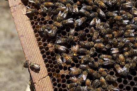 honeybees thumbnail