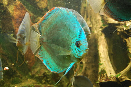 three beige fishes thumbnail