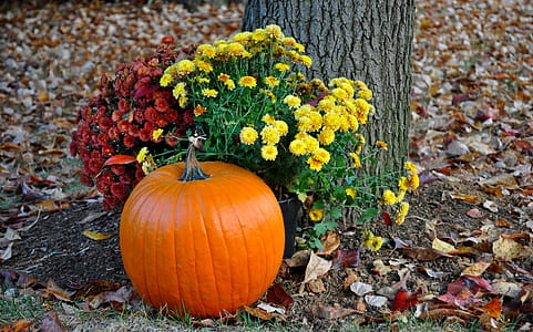 Pumpkin Near Tree thumbnail