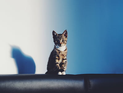brown tabby kitten sitting on sofa thumbnail