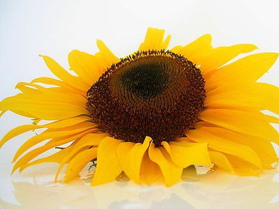 yellow Sunflower in closeup photography thumbnail