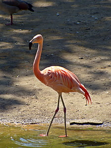 flamingo in water thumbnail