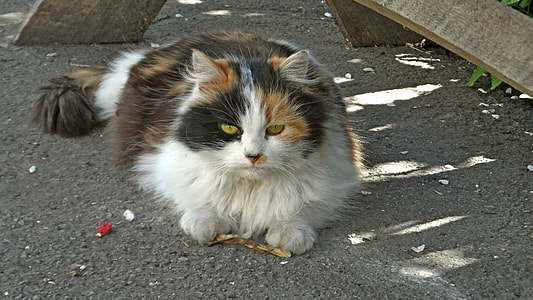 calico cat on gray ground thumbnail