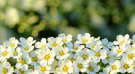blooming white flowers thumbnail