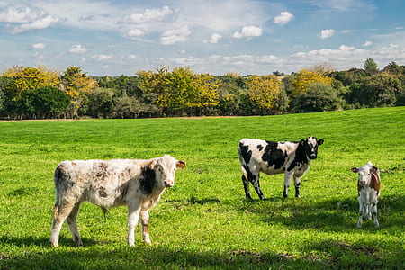 assorted-color of cows on green fields thumbnail
