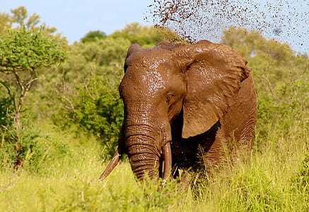 brown elephant on forest during daytime thumbnail