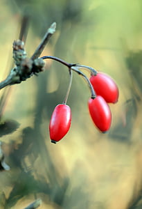 selective focus photography of red berry fruit thumbnail