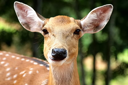 close view of brown doe thumbnail