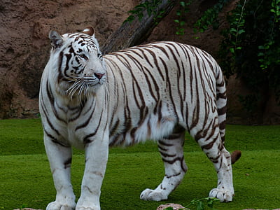 white tiger on ground thumbnail