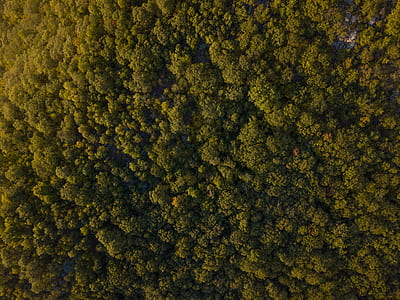 aerial photo of green leaf trees thumbnail