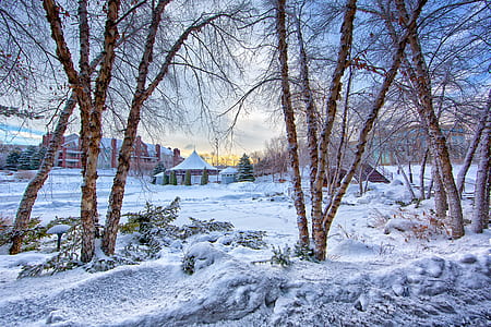 Snow Covered Ground With Trees at Daytime thumbnail