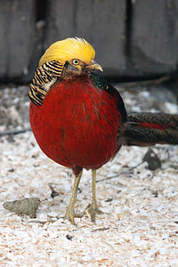 Golden Pheasant, Chrysolophus Pictus Or thumbnail