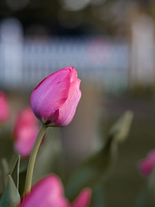 focus photography of pink tulip thumbnail