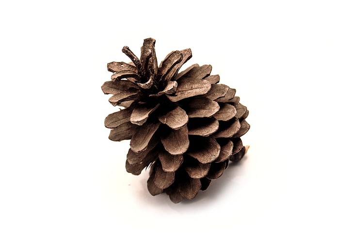 pinecone on white surface